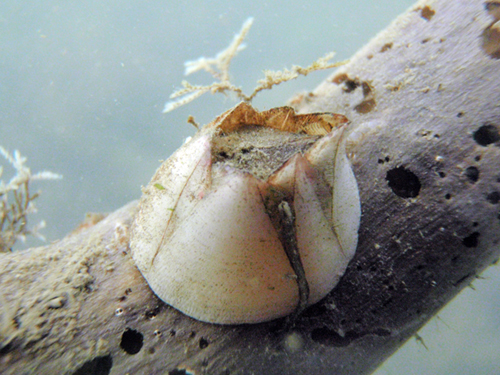 Dente di cane da determinare